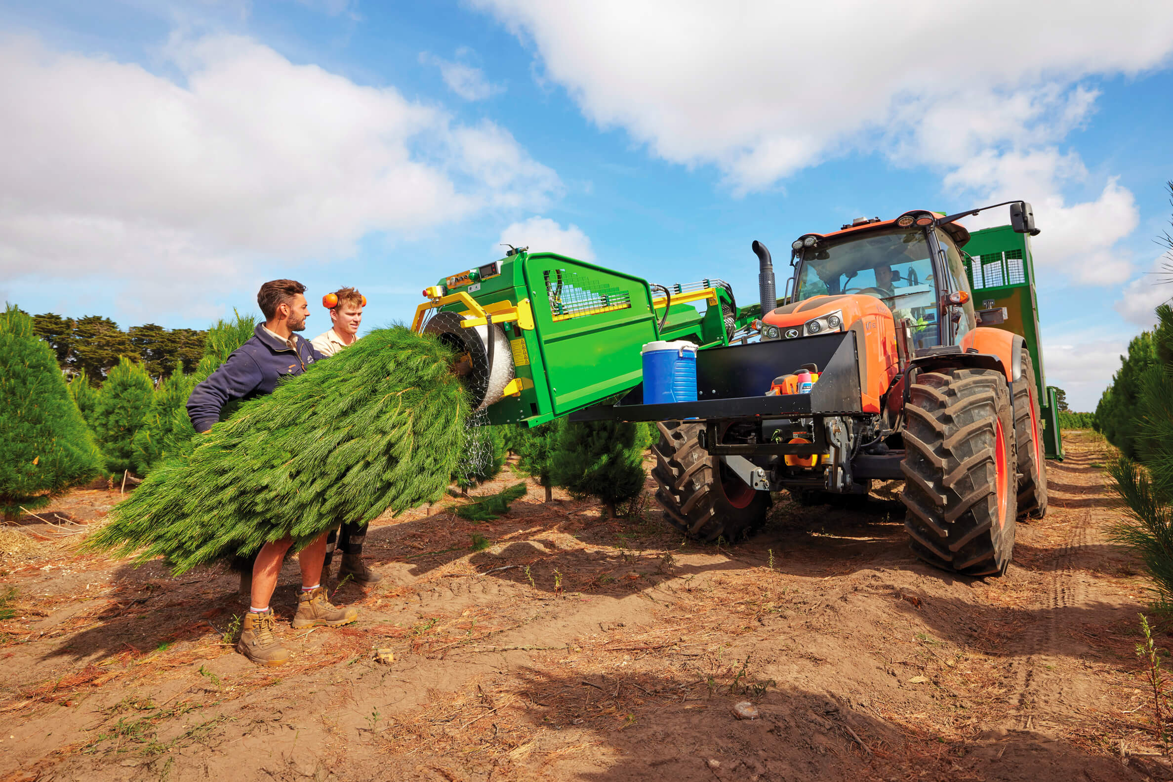 Rocking around the christmas tree farm workers